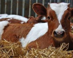 Лейкоз: особенности заболевания у коров